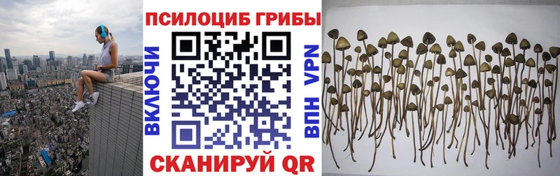 Купить где  Новодвинск  Псилоцибиновые грибы GOLDEN TEACHER 
